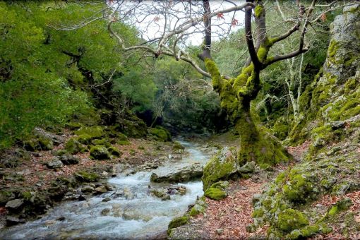 Rouva forest